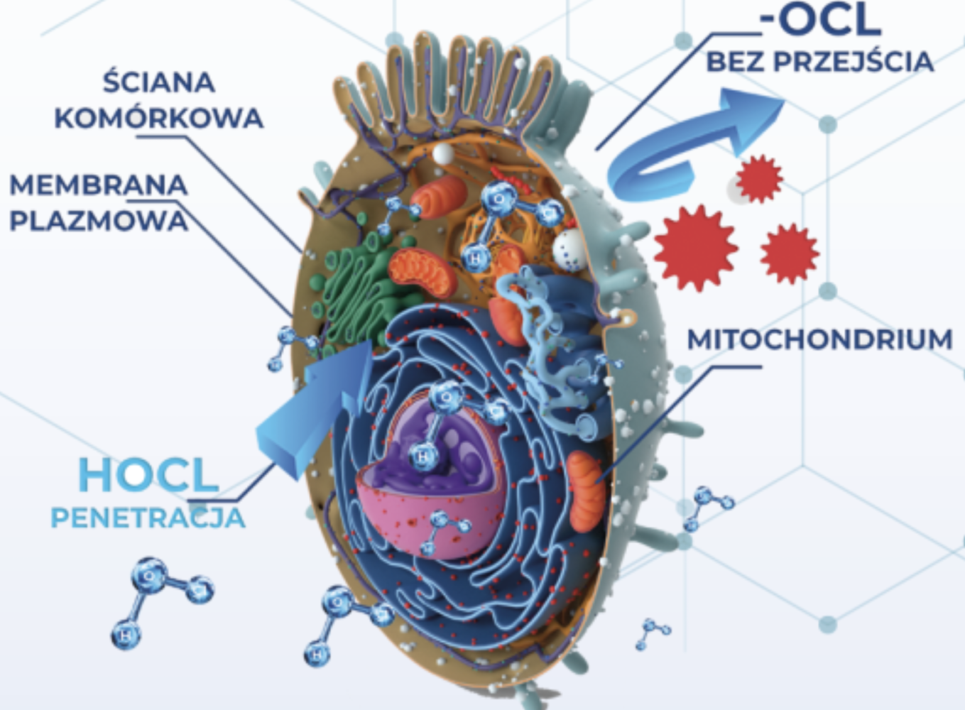 HOCl_ACTIW_WATER_najsilniejszy_preparat_dezynfekcyjny_instalacji_wodnej.png